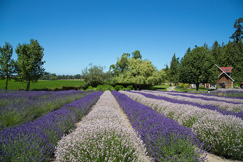 Sequim Lavender fields with home in background