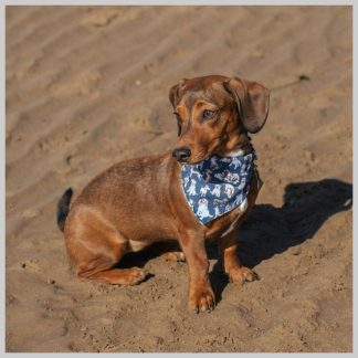 Wrendale Pet-Dog Bandana XS-S